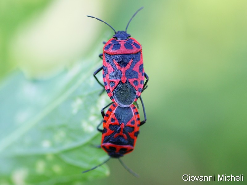 Pentatomidae: Eurydema ventralis